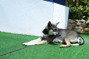 Pet-Friendly Artificial Turf