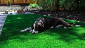 Best Synthetic Turf for Pets and Kids