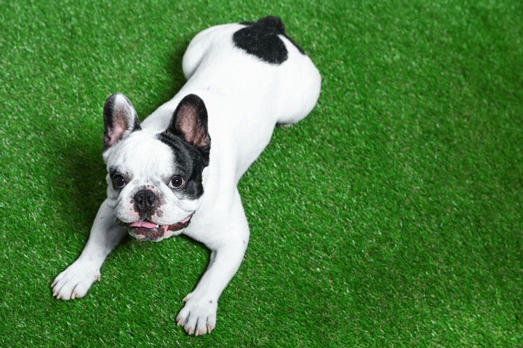 synthetic turf for dogs