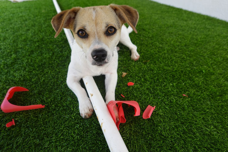 artificial grass installation for pet owners